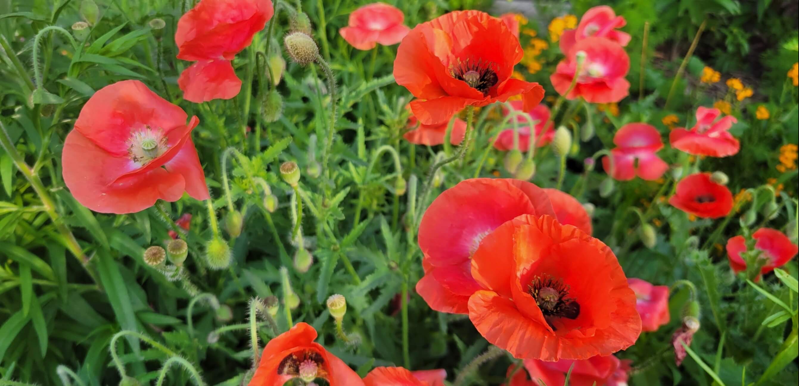 Poppies growing in Kensington